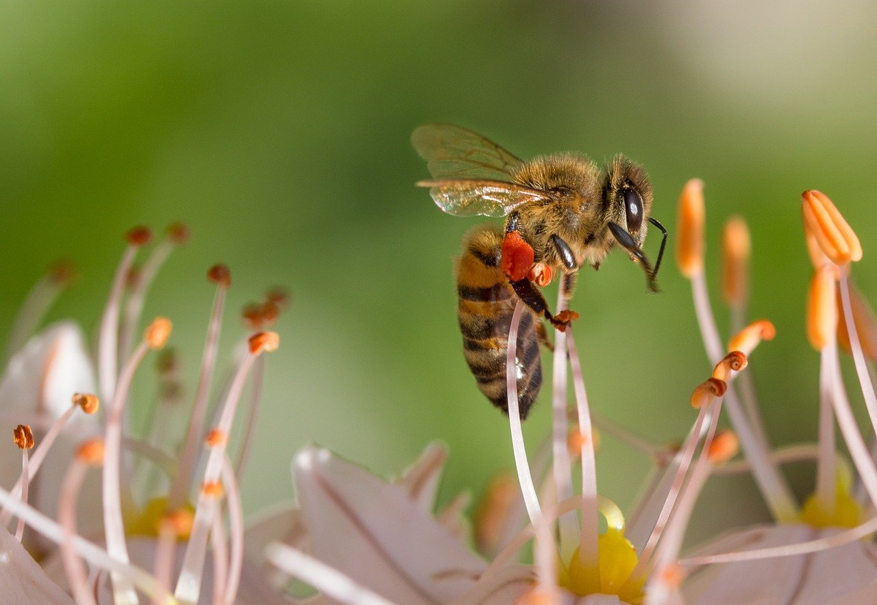 bee, insect, flower-515023 bee, insect, flower