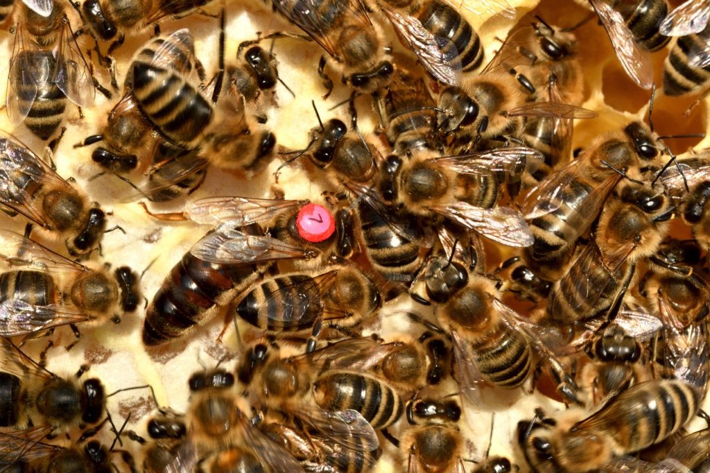 Bee Queen Insect Honeybee Honey - xiSerge / Pixabay