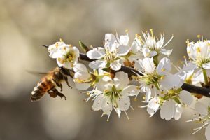 Honey Bee Flying Flowers Bee - jggrz / Pixabay
